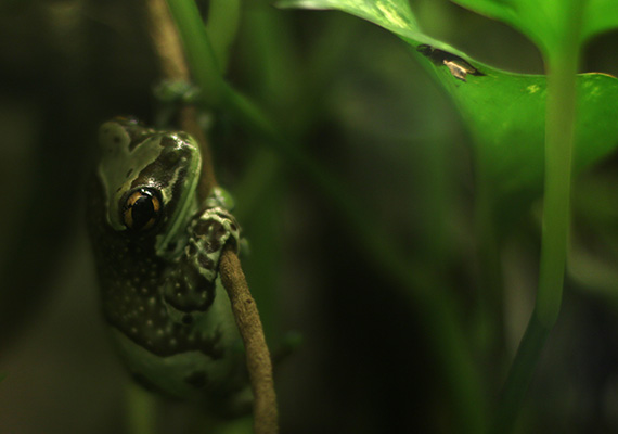 50mm, f/1.4, 1/100, ISO 100<br>Reptilienhaus Oberammergau