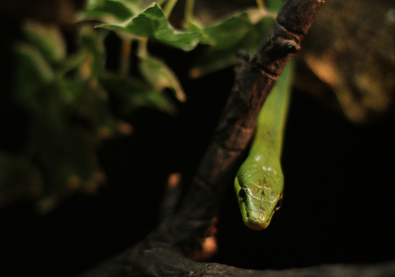 50mm, f/1.4, 1/100, ISO 100<br>Reptilienhaus Oberammergau