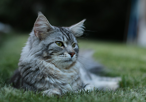 50mm, f/2.0, 1/100, ISO 100<br>Unser Kater im Garten